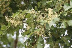 Dalbergia latifolia